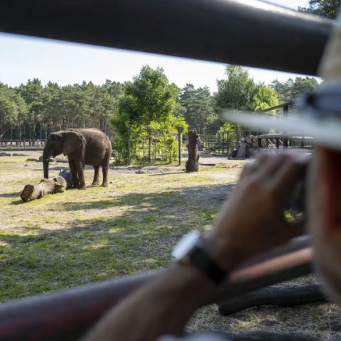 Serengeti Park - Camping Basse-saxe - Image N°6