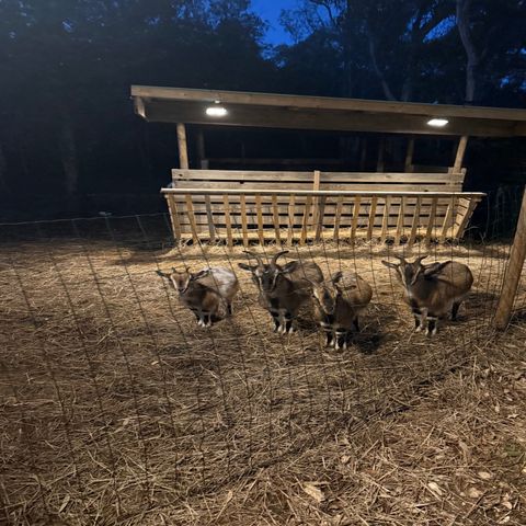 Pitch - Premium package