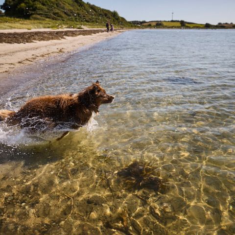 Vodatent Emmerbølle Strand Camping - Camping Danimarca meridionale - Image N°5