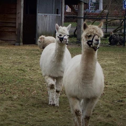 De Leughte Resort Renswoude - Camping Renswoude - Image N°4