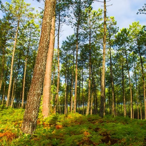 Résidence Goélia Les Jardins de l'Oyat - Camping Landes - Afbeelding N°4