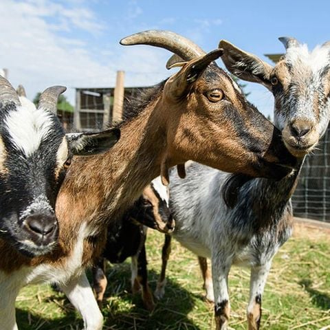 Camping Les Goélands - Camping Seine-Maritime - Afbeelding N°6