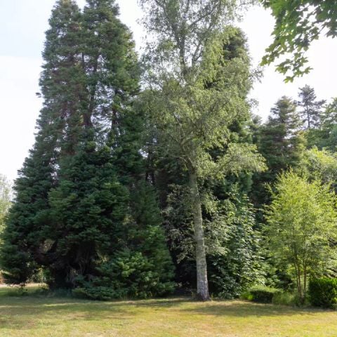 Stellplatz - Stellplatz Confort Plus - >130 m² - Strom 10A -Wasseranschluss - Graue Wasserabfuhr