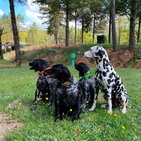 Stellplatz - Stellplatz Zelt (+ Fahrrad, Mountainbike) und 1 Person