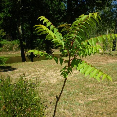 PIAZZOLA - Natura paesaggistica 2 pers - 1 veicolo (auto, CC o moto) - elettricità 10A