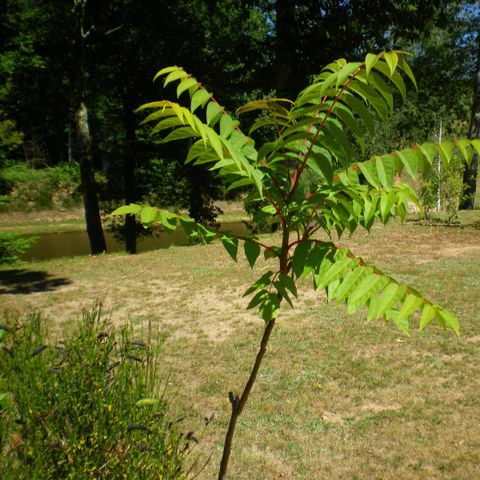 Pitch - Nature landscaped 2 pers - 1 vehicle (car, CC or motorbike) - electricity 10A