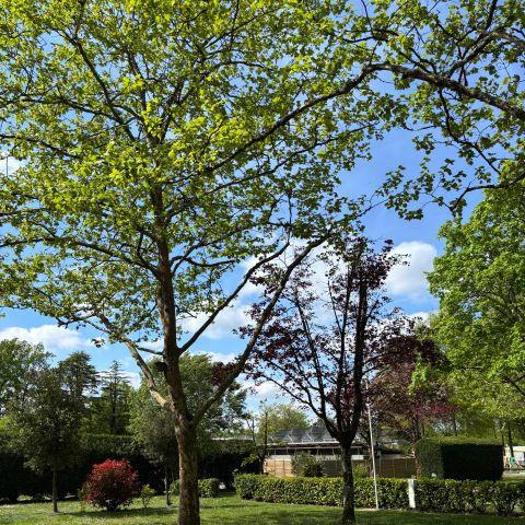 Stellplatz - Forfait Confort (1 Zelt, Wohnwagen oder Wohnmobil / 1 Auto / Strom 16 A)