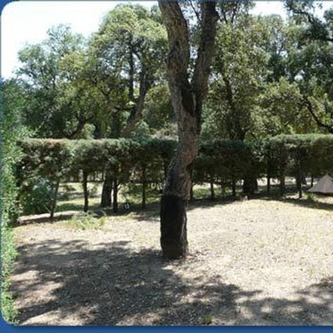 STAANPLAATS - Standplaats met elektriciteit + auto