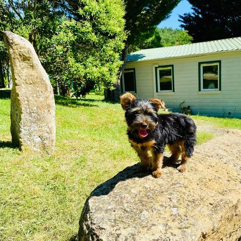 Flower Camping la Pibola - Camping Ariège - Image N°6