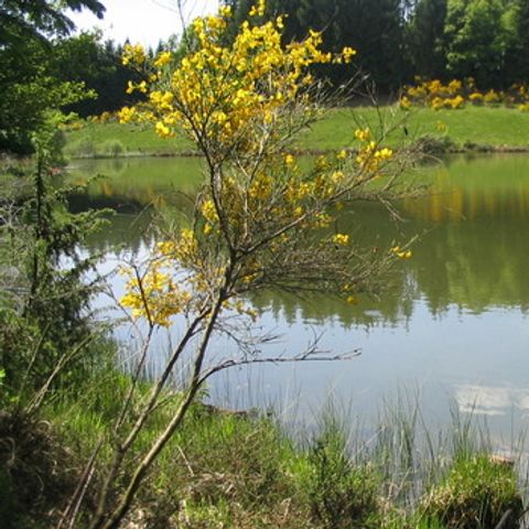 Camping de l'Etang Camping de l'Etang - Camping Cantal - Image N°3
