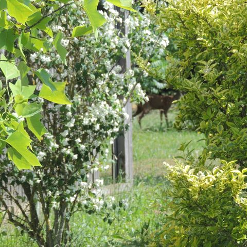 Chalet 4 persons - CANTAL