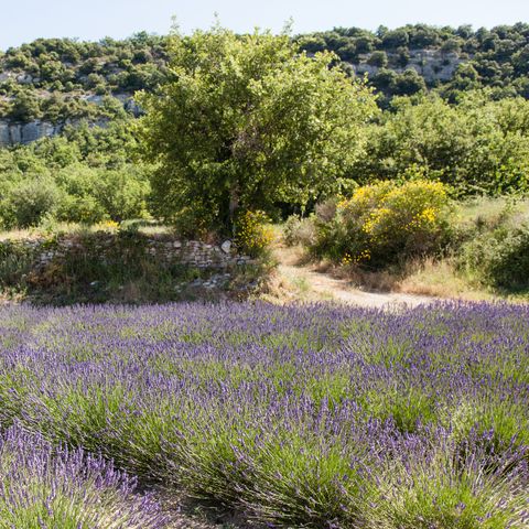 Camping Les Rives du Luberon - Camping Vaucluse - Image N°15