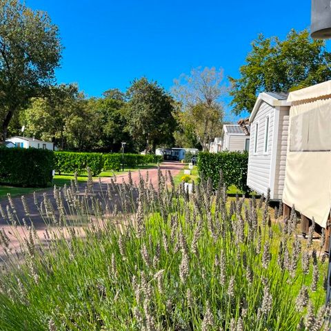 PLOT - Premium pitch with Top fridge