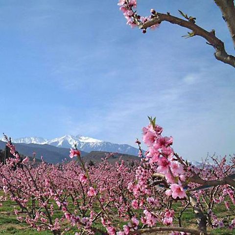 Camping Les Jardins d'Estavar - Camping Pyrénées-Orientales