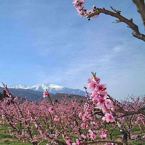 Camping Les Jardins d'Estavar - Camping Pyrénées-Orientales - Image N°2