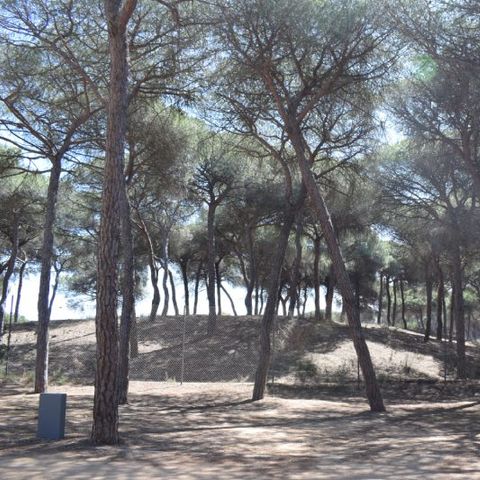 Stellplatz - Parcela Estandar para tiendas con sombra natural