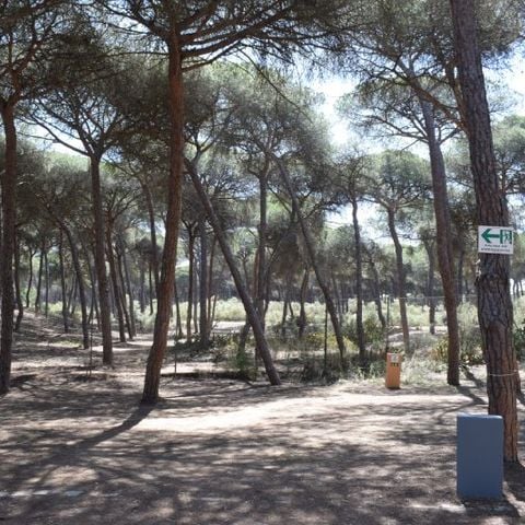 Stellplatz - Parcela Estandar para autocaravanas con sombra natural
