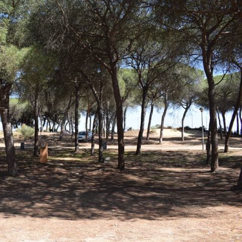 Stellplatz - Parcela Estandar para autocaravanas con sombra natural
