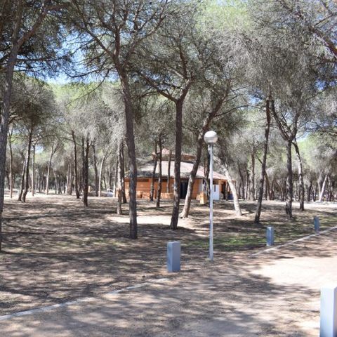 Stellplatz - Parcela Estandar para caravanas con sombra natural