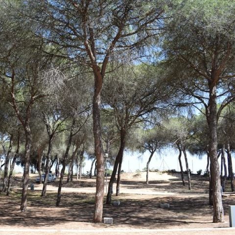 Stellplatz - Parcela plus para autocaravanas con sombra natural