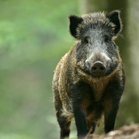 Safaritent 2 personen - Safari Tent I 2 pax