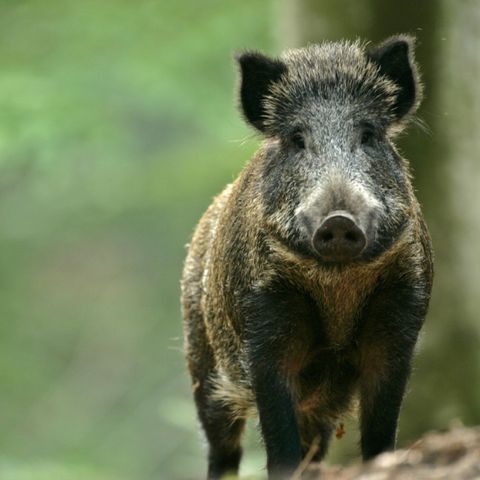 TIENDA DE LONA Y MADERA 2 personas - Tienda Safari I 2 pax