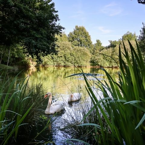 Camping Flower Le Pavillon Camping Flower Le Pavillon - Camping Vendée - Image N°36