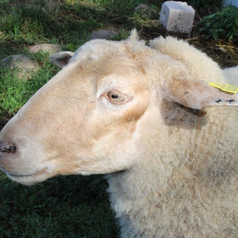 PARCELA - Paquete de parcela Premium con electricidad 10A, nevera, mesa, 4 sillas y barbacoa