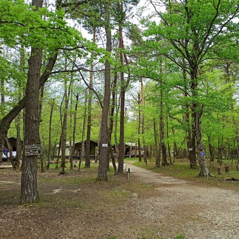 PLOT - Murier: very shady, undergrowth, not overlooked, no electricity