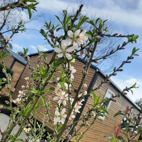 Mobilheim 5 Personen - LODGE BOIS GRAND CONFORT, 2 Schlafzimmer (Sonntag/Sonntag)