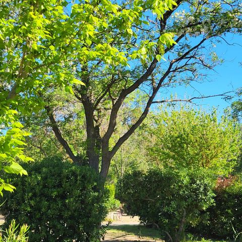 PARCELA - PAQUETE COMFORT CAMPING (1 tienda + 1 coche ) - electricidad incluida 10A -