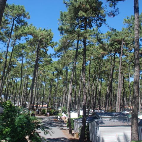 Camping Village Resort et Spa Le Vieux Port Camping Village Resort et Spa Le Vieux Port - Camping Landes - Image N°24