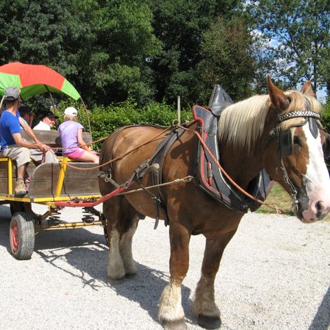 Camping Le Moulin de Rambourg - Camping Vendée - Image N°6