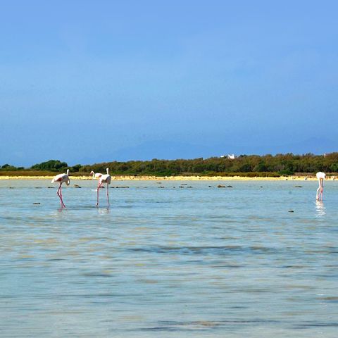 Camping Bella Sardinia Camping Bella Sardinia - Camping Oristano - Image N°34