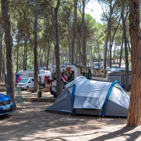 Kampeerplaats - Standaard tentplaats (40-55m2): auto + tent + elektriciteit