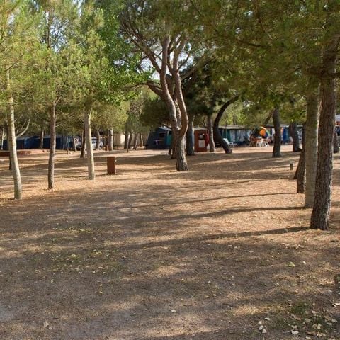 PARCELA - Parcela Confort (70-75m²): coche + tienda/caravana o autocaravana + electricidad 10A + WIFI