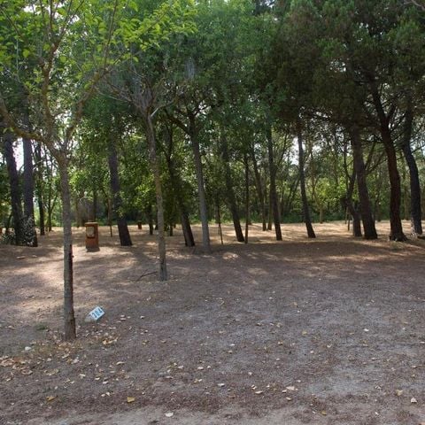 PARCELA - Parcela Confort (70-75m²): coche + tienda/caravana o autocaravana + electricidad 10A + WIFI