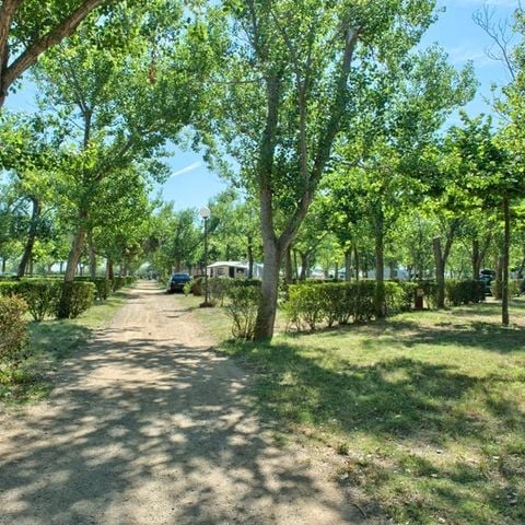 Stellplatz - Stellplatz Master (85m²): Auto + Zelt/Wohnwagen oder Wohnmobil + Strom 10A + Wasser und Abwasser + + WIFI