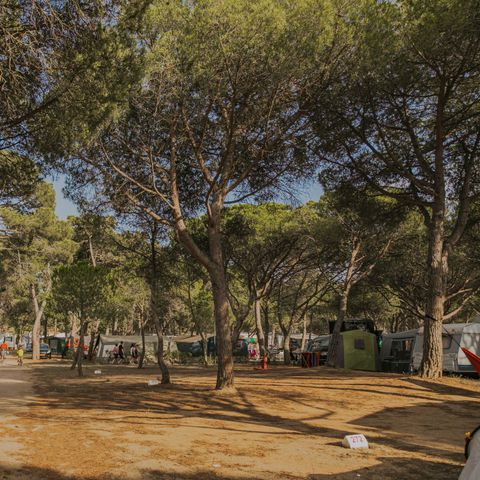 Pitch - Pitch Master + (115m²): car + tent/caravan or camping-car + electricity 10A + water + wifi