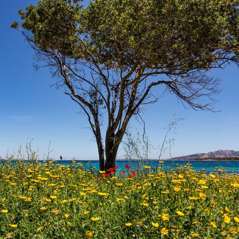 Camping Capo d'Orso Camping Capo d'Orso - Camping Olbia-Tempio - Image N°41