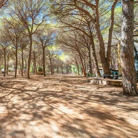 PLOT - Standard Pinada Pitch