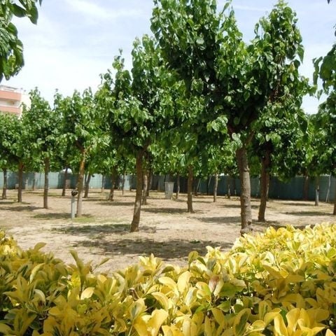 PARCELA - Parcela + 1 coche + tienda, caravana o autocaravana + electricidad 1/6 pers