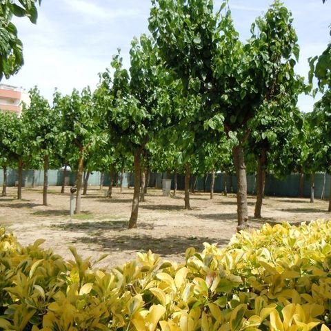 PIAZZOLA - Piazzola + 1 auto + tenda, roulotte o camper + elettricità