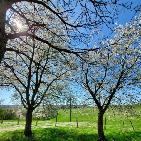 EMPLACEMENT - Forfait emplacement Classic (tentes ou petit van)