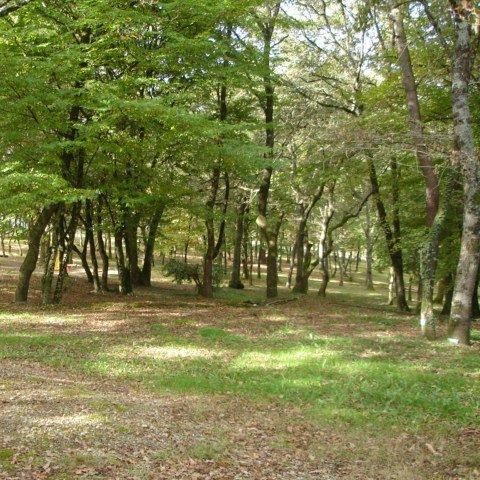 Stellplatz - Pauschale für 2 Personen Stellplatz MIT Kies + 1 Fahrzeug mit Elektrizität 1/2 Pers.