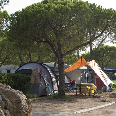 PLOT - SITE (car + tent/caravan + 5A electricity)