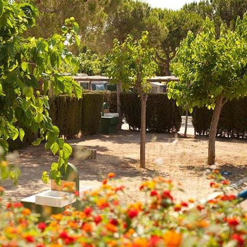 STAANPLAATS - SPACE PLUS (auto + tent/caravan + 5A elektriciteit + water + parkeerplaats) 1/6 pers