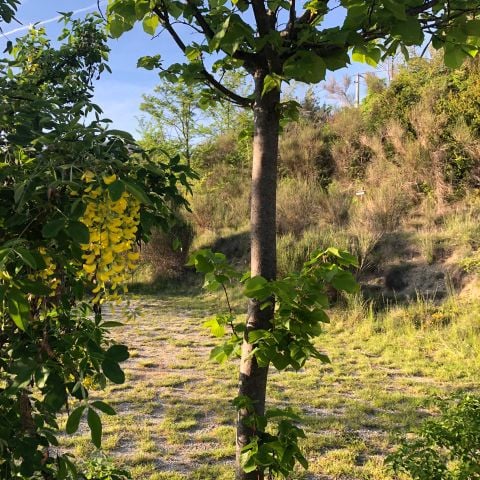 PARCELA - Paquete confort - parcela para tienda, caravana o autocaravana (1 coche / electricidad)