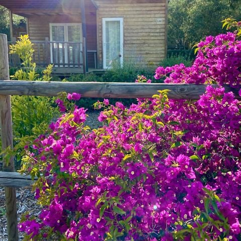 BUNGALOW 2 persone - Bungalow Prestige 1 camera da letto 2 pers