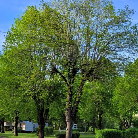 Kampeerplaats - voertuig + tent of voertuig + caravan of camper
